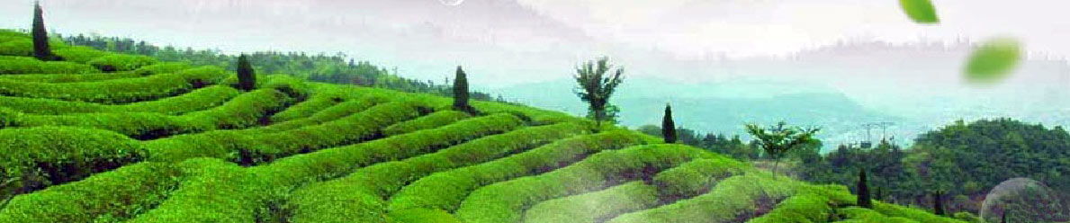 広西蒼梧県銀泰六堡茶業有限責任公司の農場