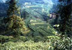 蒙山茶原産地