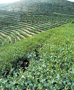 黄金桂の茶畑