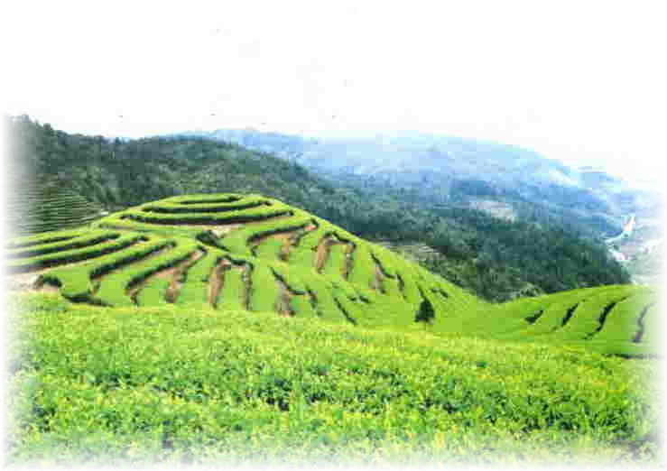 有機栽培の中国茶