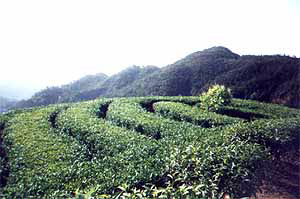 雪峰高山茶 有機農場