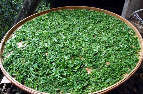 正山小種紅茶 ラプサンスーチョン