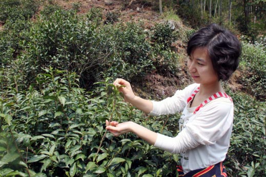 正山小種紅茶の茶葉原料