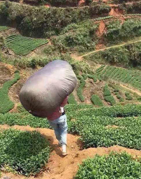茶農の作業風景