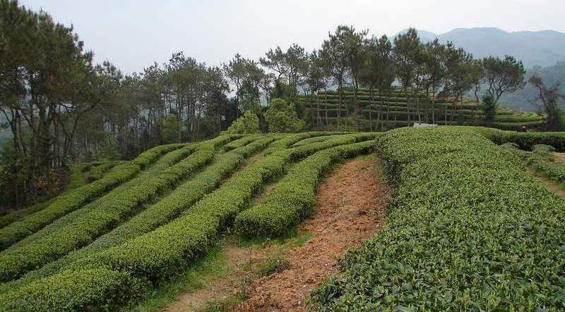 ジャスミン茶の有機茶園