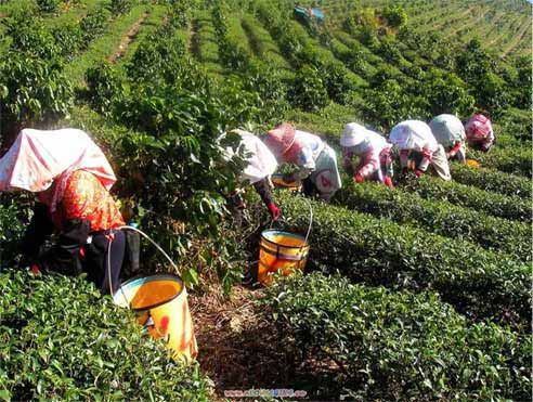 台湾茶 有機高山烏龍茶のの自然生態農園