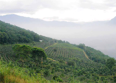 台湾茶の有機生態農場