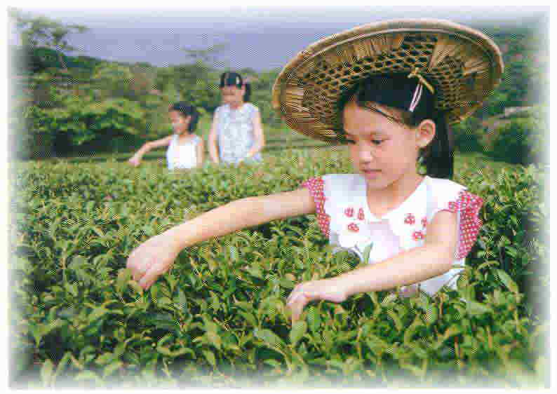 中国福建省 中国茶の産地